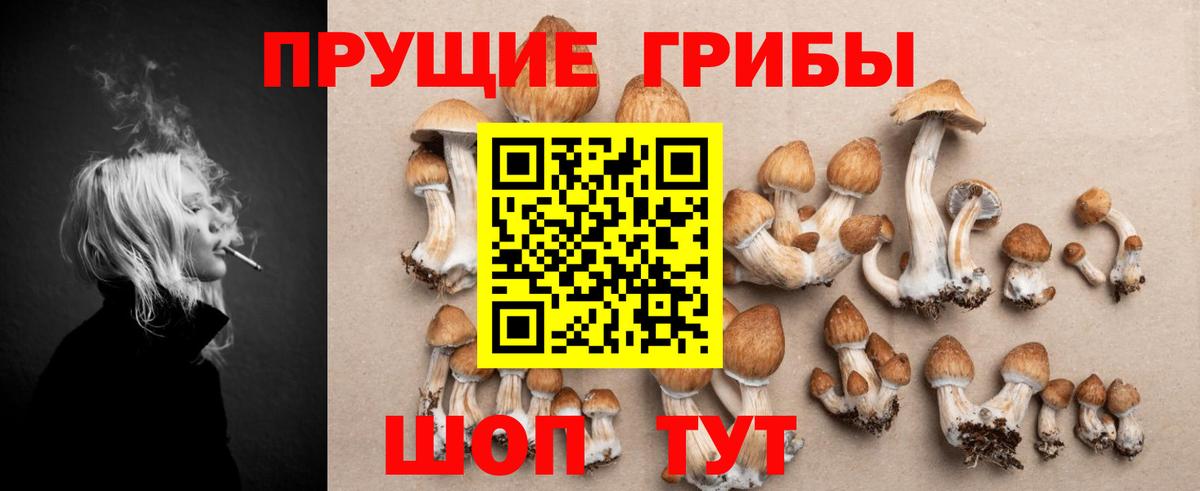 Псилоцибиновые грибы Psilocybe  Вход с VPN  Курчалой  Псилоцибиновые грибы мицелий 